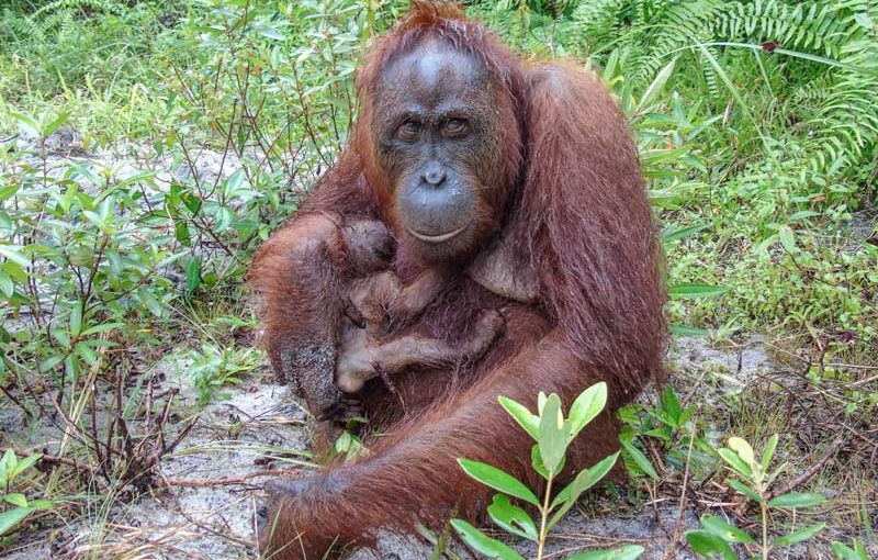 Orang-Utan-Nachwuchs: Wilhelma-Hilfe auf Borneo fruchtet